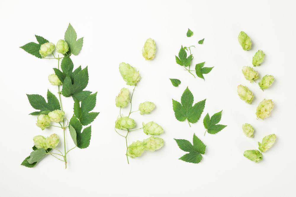 Fresh green hop and leaves on light background