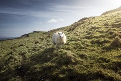 sheep on green spring field