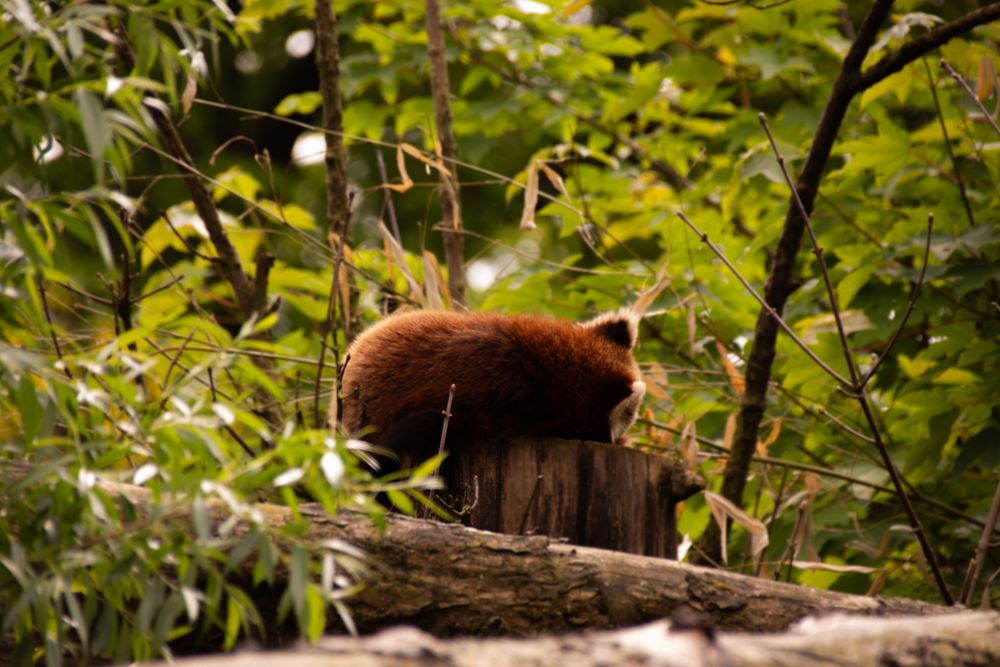 Red panda
