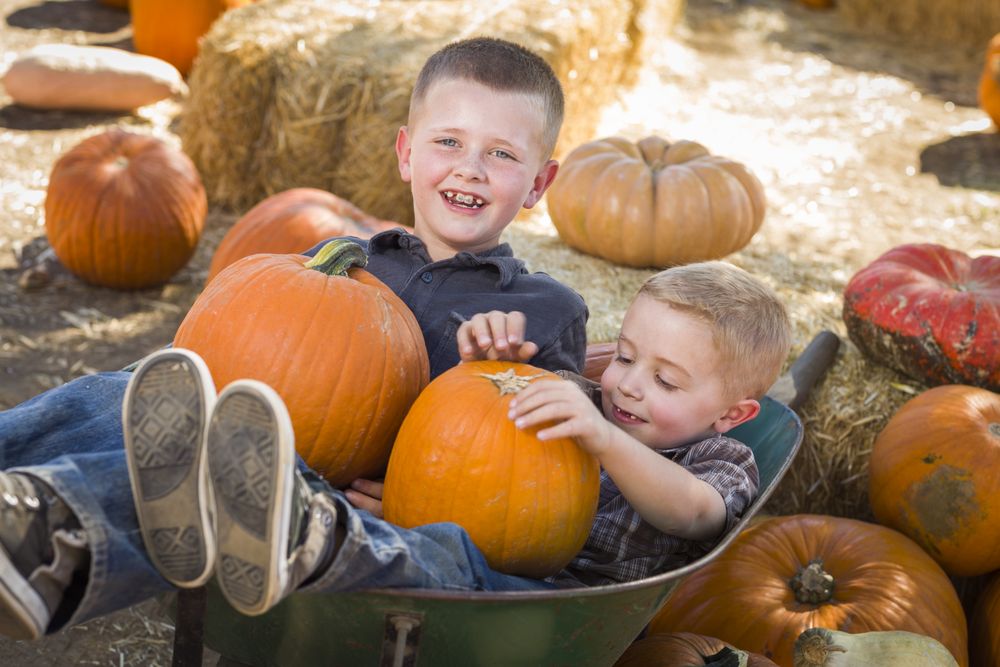 Boys in Wheelbarrow at the Pumpkin Patch