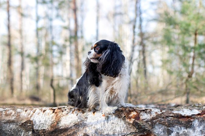 Cavalier spaniel in the forest