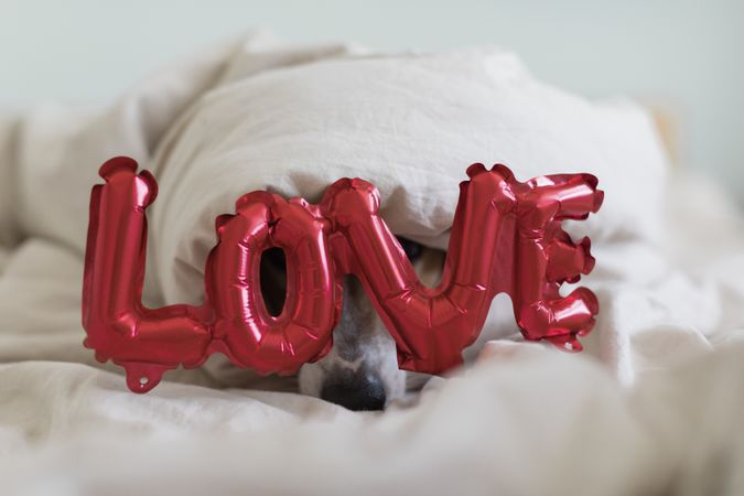 Dog hidden under the covers on a bed and behind a red balloon that spells “love”