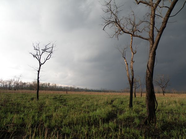 Calm before storm in Kaziranga forest