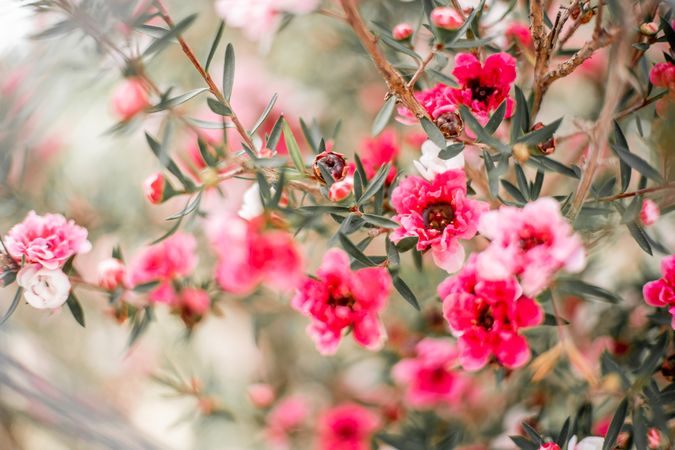 Pink flowers on brown tree branch