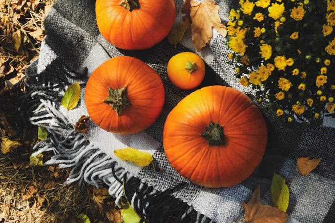 Autumn concept with chrysanthemums and pumpkins outdoor