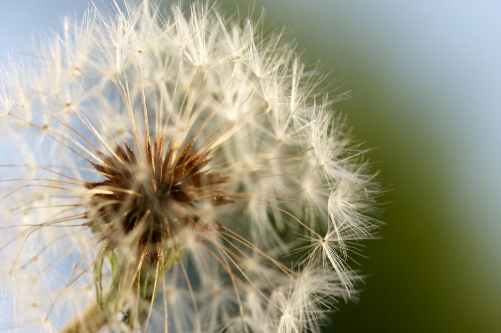 Dandelion Macro Shot