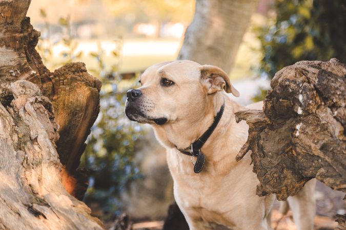 Labrador retriever beside tree