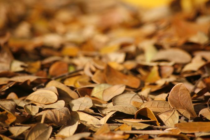 Close up of dead leaves