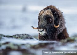 Musk ox on snow covered ground 47jdz5