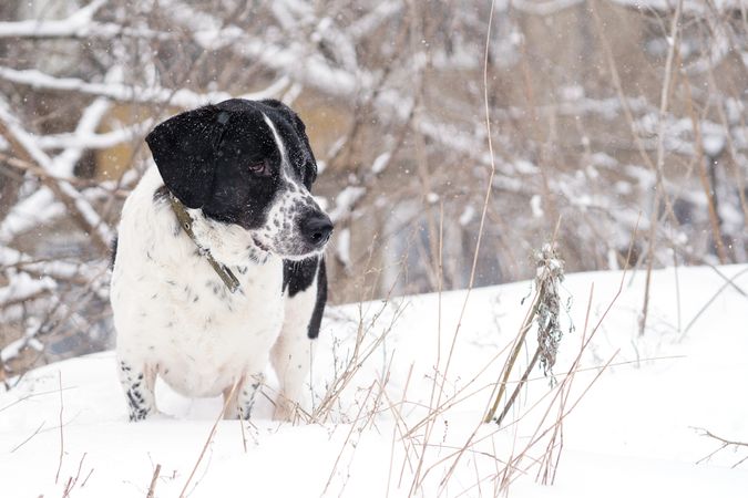 Alone hunting dog in a snowy field.
