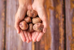 Crop woman showing handful of potatoes