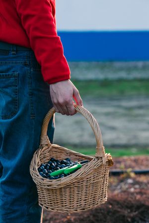 Crop farmer with basket of olives