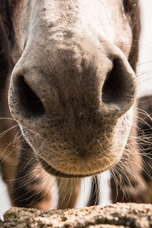 crop donkey nose standing at cloudy background