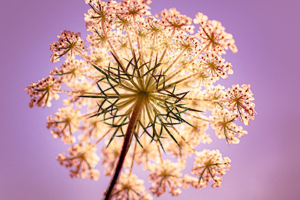 Looking up at sky seeing bottom of Queen Anne’s lace flower