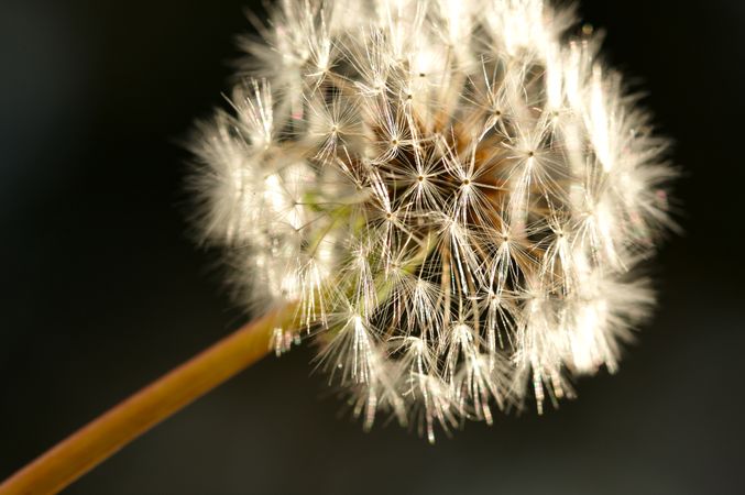 Dandelion Macro Shot