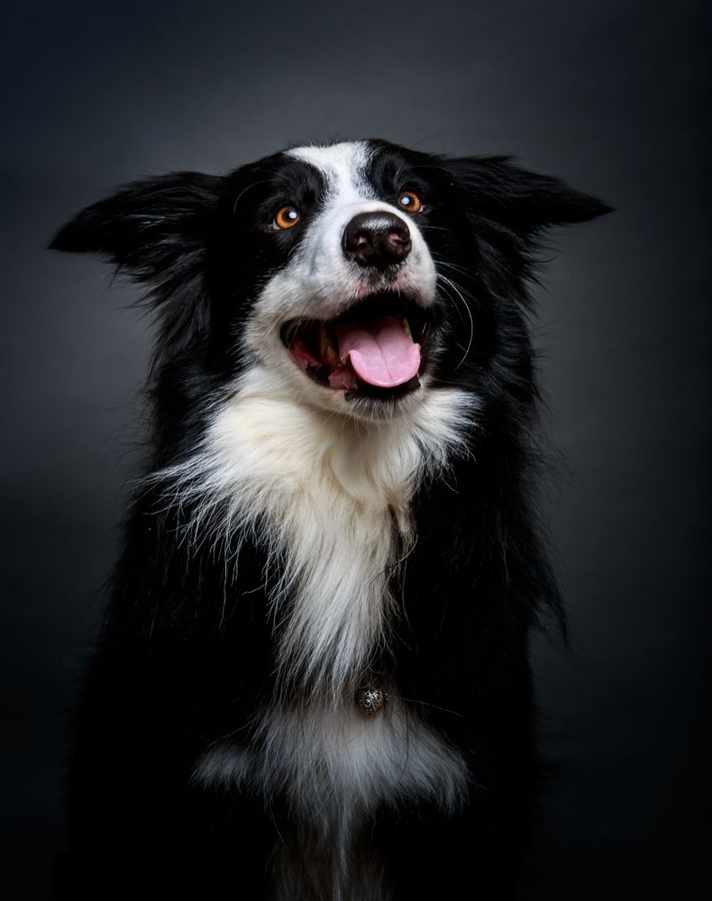 Amazing dog staring at camera