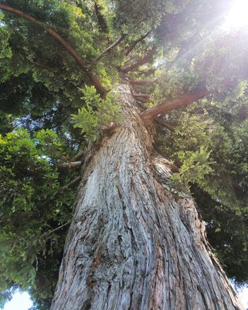 Redwood tree with sunflare