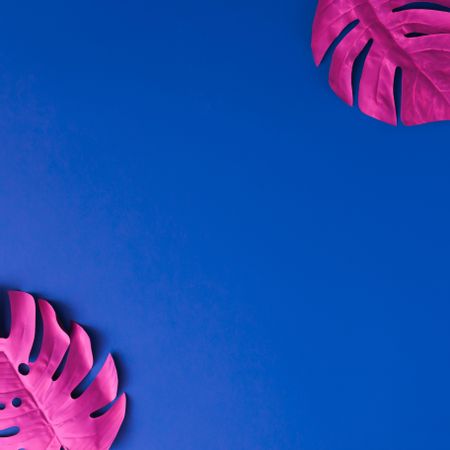 Tropical pink leaves  in corner of blue background