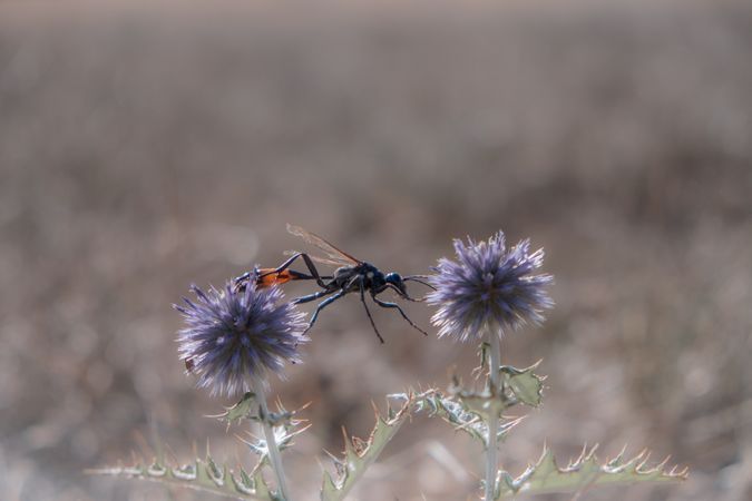 Sand wasp between two thistles in a field