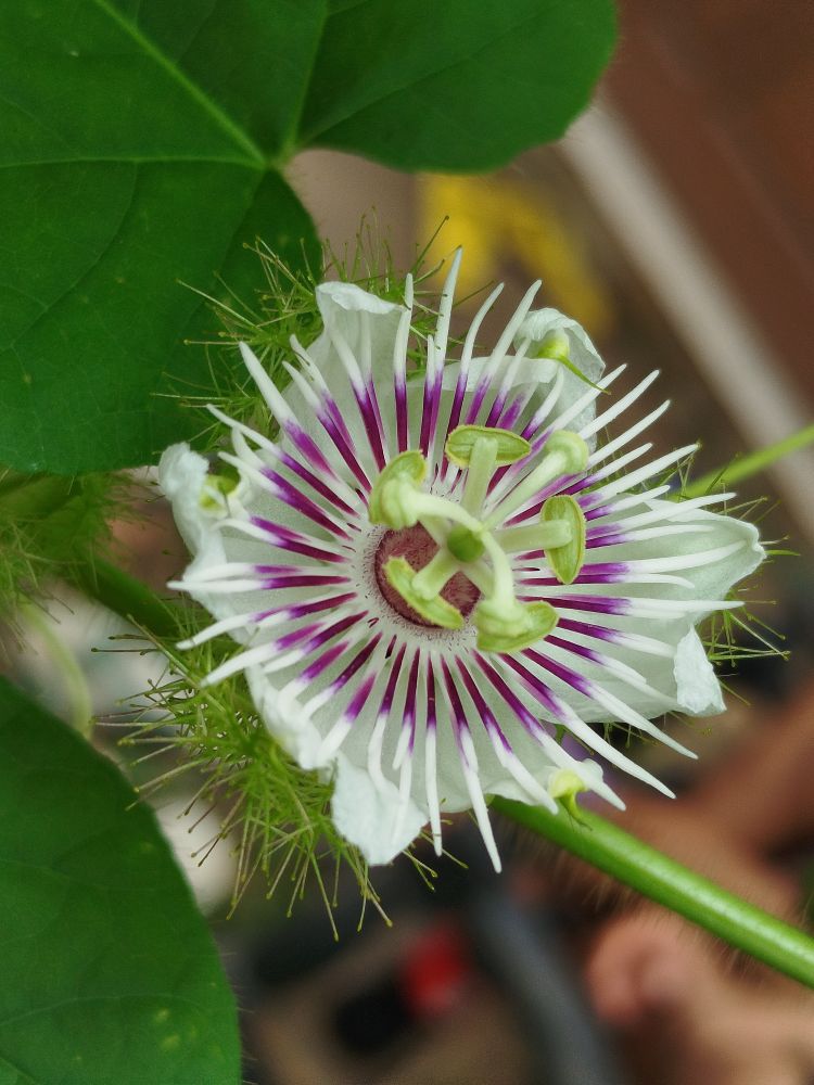 Passiflora flower blooming beautifully with purple petals showing tropical natural elegance