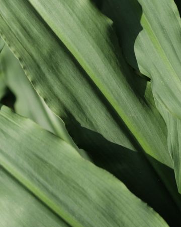 sheet of leaf background