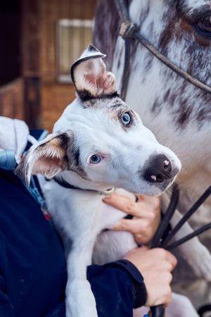Border collie puppy with blue eyes in the field looking at camera