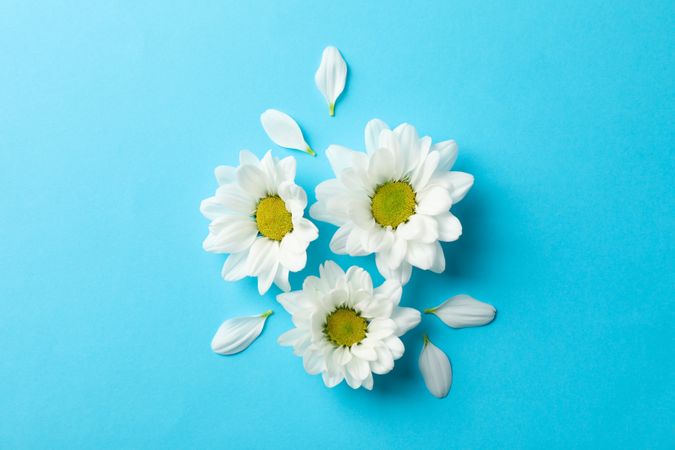 Daisies on blue background, space for text