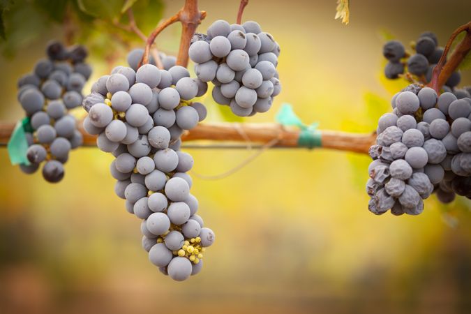 Lush, Ripe Wine Grapes on the Vine
