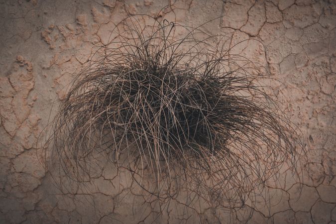 Dried bush on withered cracked desert area
