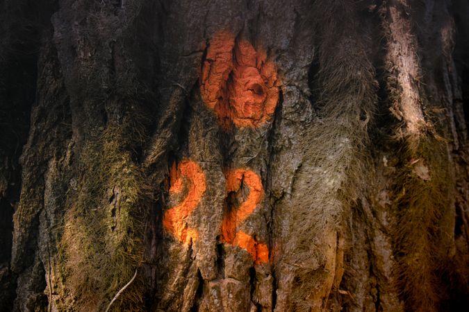 22 spray painted on a tree