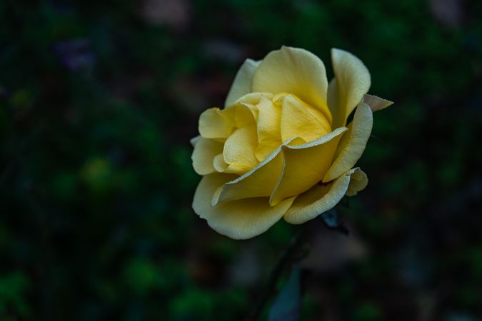 Rose plant flowering in the raining day