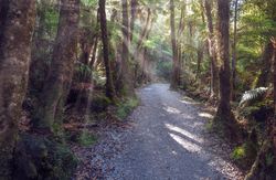 Sun shining over path in forest