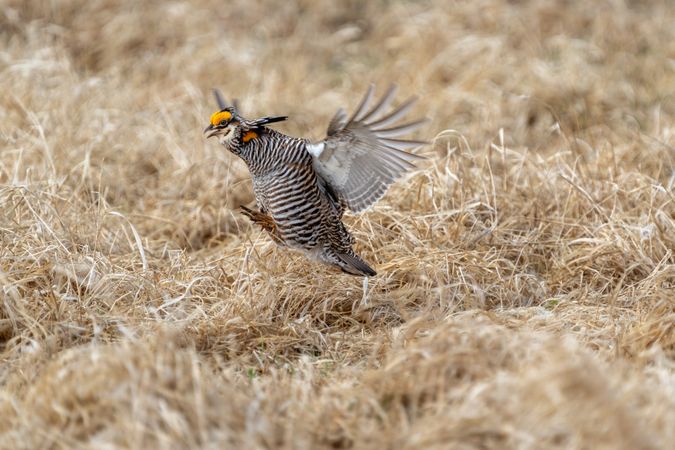 Prairie Chicken at Hamden Slough National Wildlife Refuge in Hamden Township, Minnesota