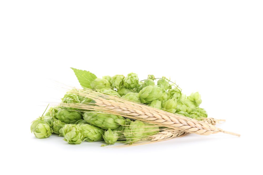 Hop cones and spikelets isolated on studio background
