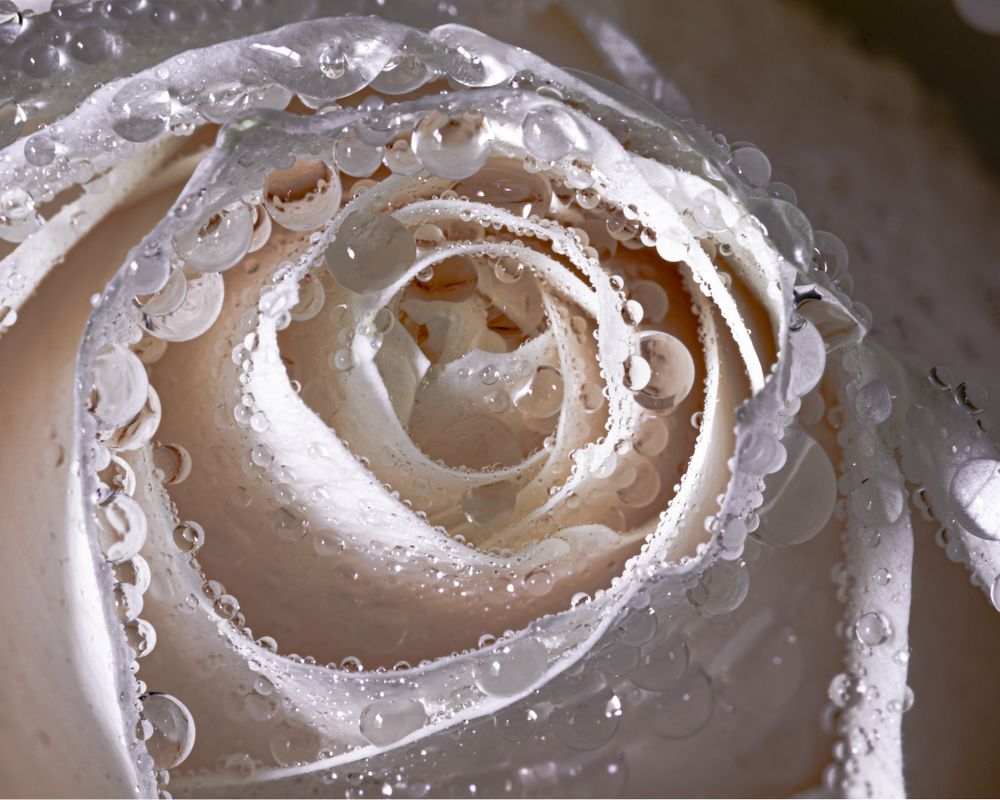 Close up of center of light rose with dew