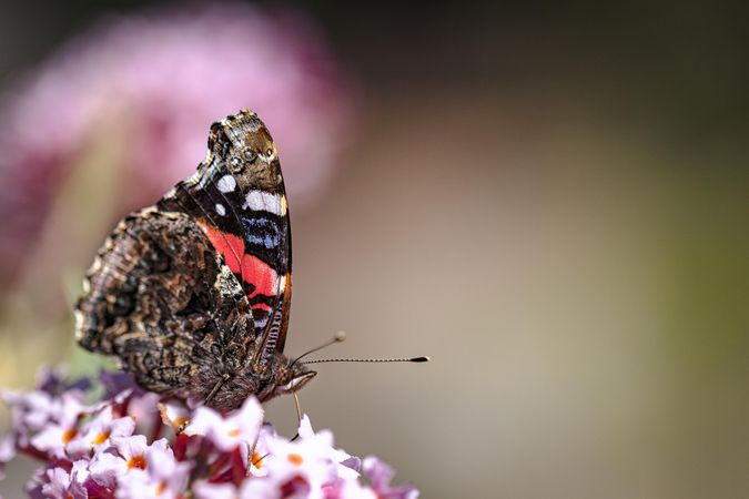 Side view of red admirable butterfly hanging off pink flower