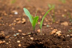 Plant budding from the ground