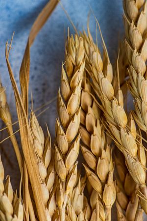 Close up of wheat ears