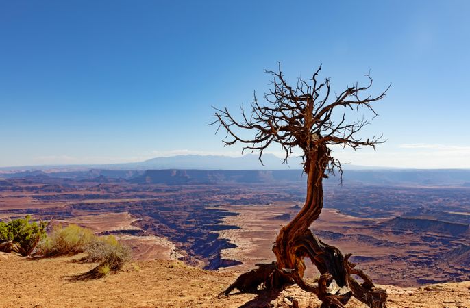 Deep erosion within the Grand Canyon with dead tree