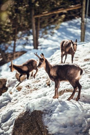 Goats pasturing on hill between snow