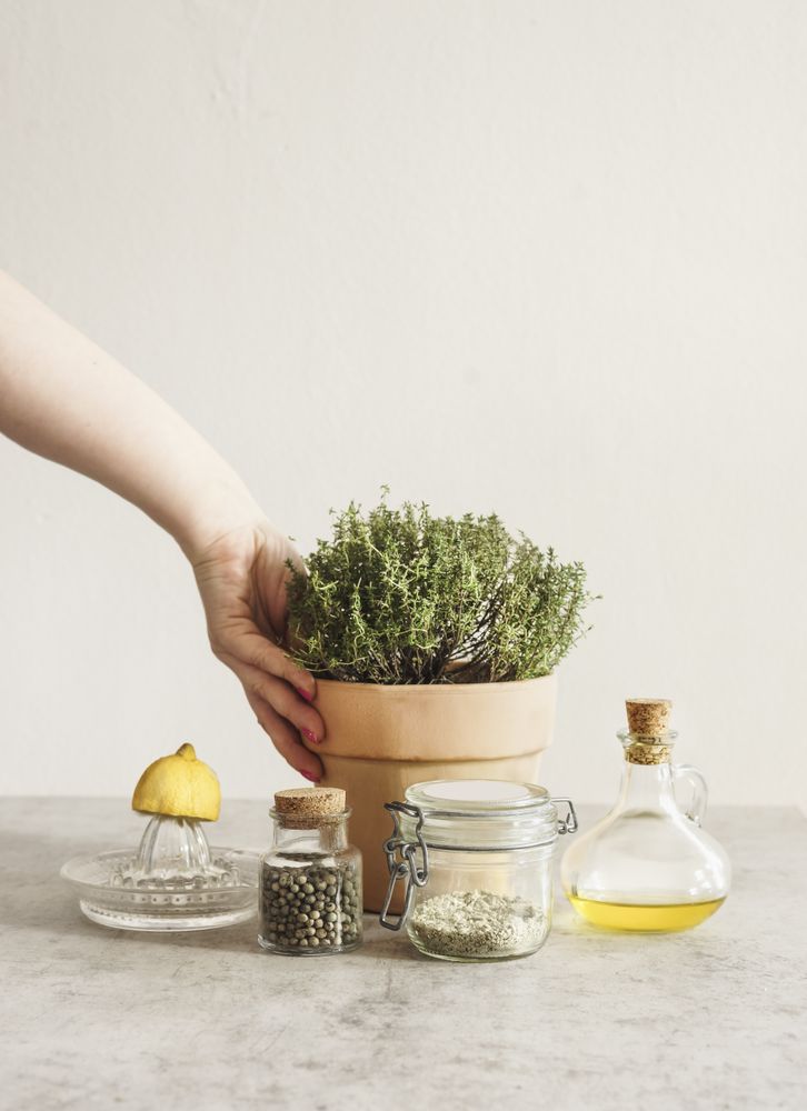 Crop woman hand holding potted thyme in terra-cotta plant pot at grey kitchen table with olive oil, pepper, lemon on citrus press and herbal salt in glass jar