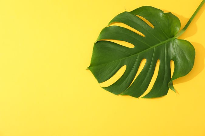 Green monstera on yellow background, space for text