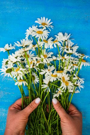 Hands holding daisy flowers on blue background