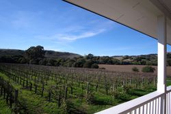 Vineyard near terrace in countryside