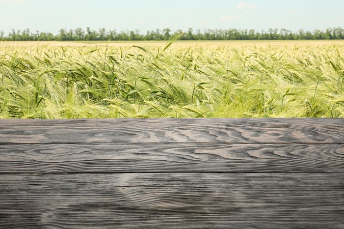 Wooden table against barley field. Mock up