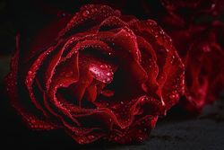 Red roses with dark background