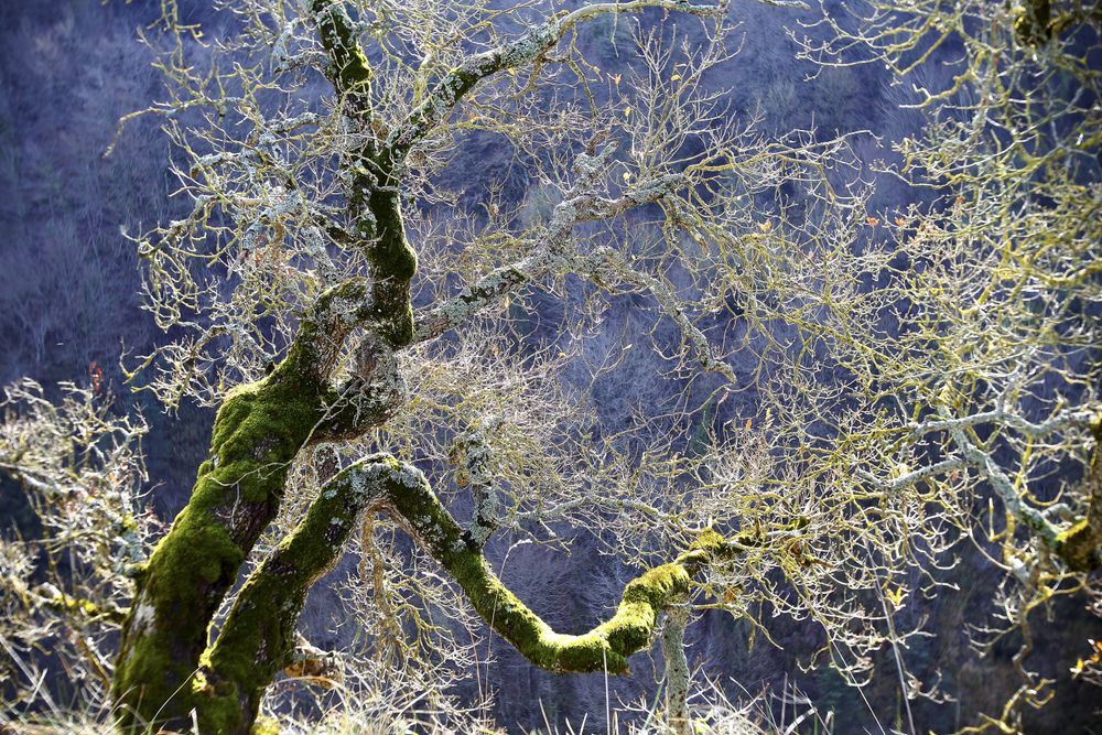 Autumn tree covered with moss