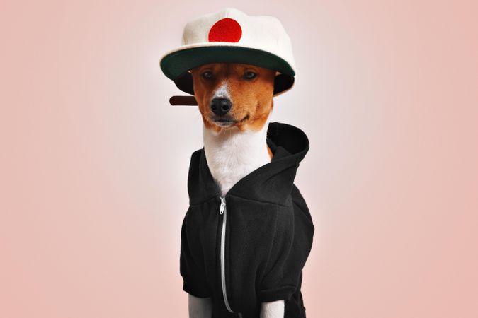Dog in hoodie and Japanese flag baseball hat on pink background