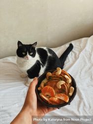 Cat on bed with person holding breakfast bowl 47KxA4