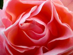 Close up of pink flowers